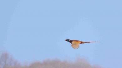 Pheasant In Flight