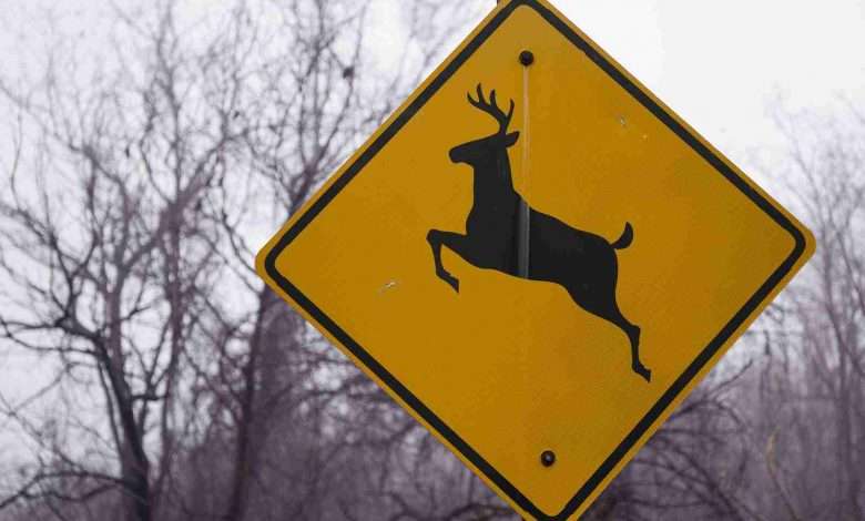Deer crossing sign