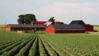 Farm and Bldgs