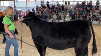 Ruzicka Shows Heifer 390x220