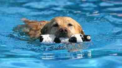 Bigstock Dog At A Pool 19387085 390x220