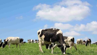 Bigstock Grazing Dairy Cows 5164624 5008883 9791523 390x220