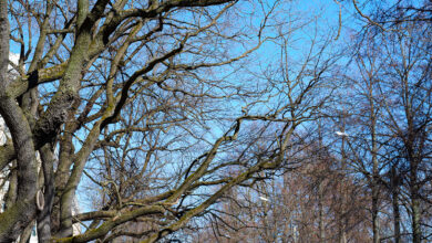 Bigstock Winter Tree Without Leaves Aga 466301359 390x220