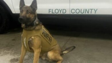Sirius Gets Protective Vest 390x220