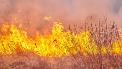 Bigstock Burning Old Dry Grass In Garde 458444967 390x220