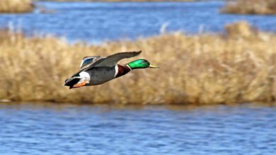 Bigstock Mallard Duck In Flight 89624975 1678964 390x220