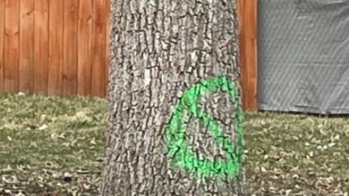 Ashb Tree For Removal 390x220