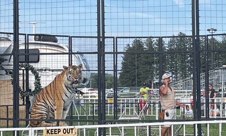 Bengal Tigers 780x470