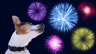 Bigstock 218763964 Scaled 390x220