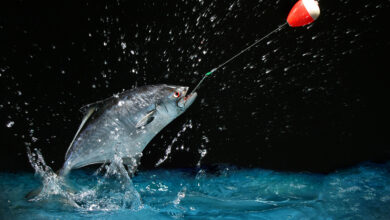 Bigstock Catching A Big Fish At Night 1026424 390x220