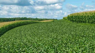 Bigstock Soybean And Corn Crops 69313510 390x220