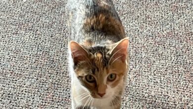 Polly The Paws Cat 390x220