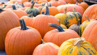 Bigstock Assorted Pumpkins At A Farmers 151372574 390x220