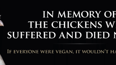 Peta Chickens 390x220