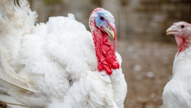 Bigstock Turkey On A Farm Breeding Tu 369291304 390x220