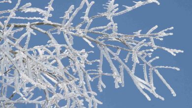 Frozen tree ice
