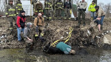Horse Stuck In Mud Rescued 390x220