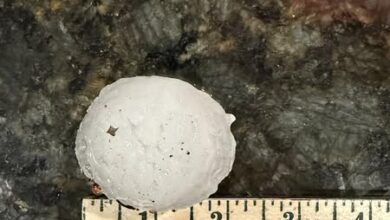 Hail In CC JP 1 390x220