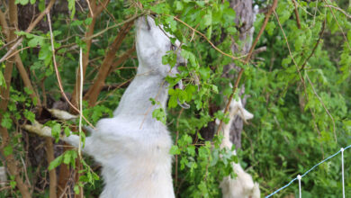 Goats At FCMC 390x220