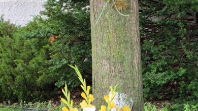 Huisentruit 2025 Tree 390x220