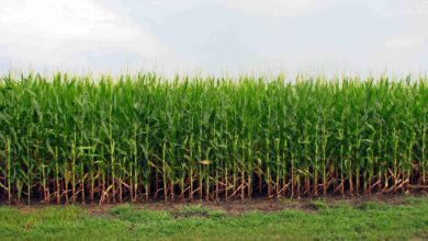 Cornfield in Iowa
