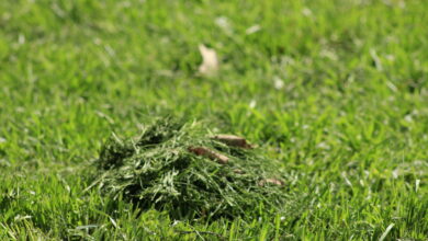 Bigstock Grass Clippings A Stack Of Gra 299442070 390x220