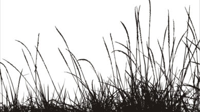Bigstock Grass Vector Silhouette 19488551 390x220