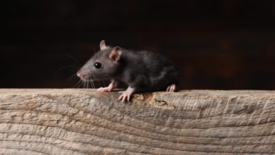 Shutterstock 2585615237 Scaled 390x220