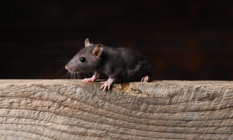 Shutterstock 2585615237 Scaled 780x470