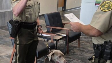 FCSO Deputy Welper And Emmylou 390x220