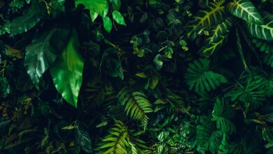 Shutterstock 2498751959 Scaled 390x220