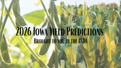 2026 Iowa Yield Predictions 390x220