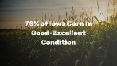 78 Of Iowa Corn In Good Excellent Condition 390x220