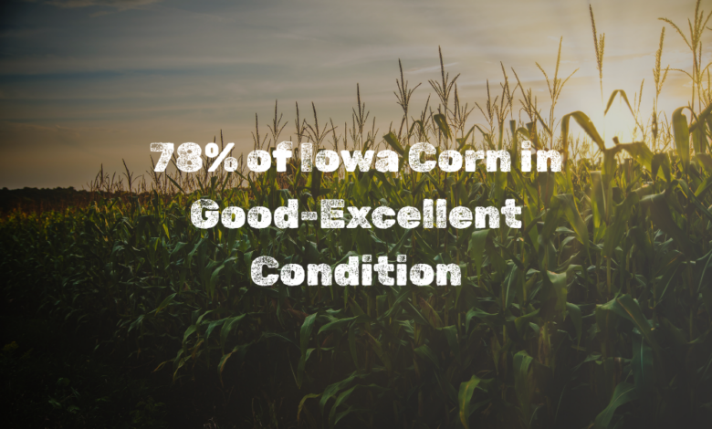 78 Of Iowa Corn In Good Excellent Condition 780x470