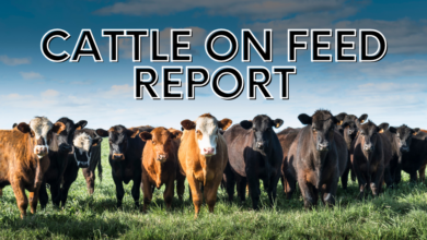 Cattle On Feed Report 390x220