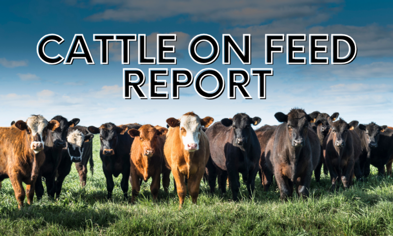 Cattle On Feed Report 780x470