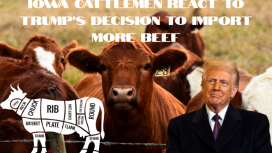 Iowa Cattlemen React To Trumps Decision To Import More Beef 390x220