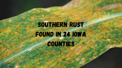 Southern Rust Found In 24 Iowa Counties 390x220