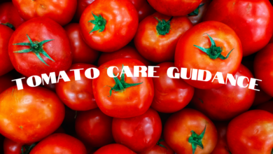 Tomato Care Guidance 390x220
