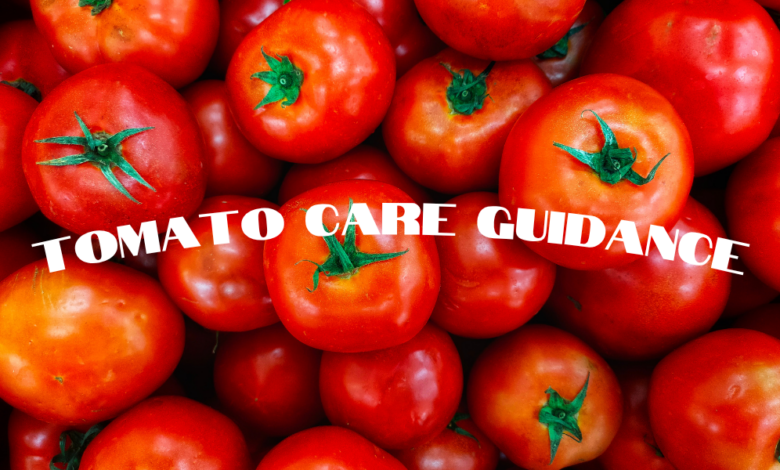 Tomato Care Guidance 780x470