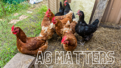 Ag Matters 4 390x220