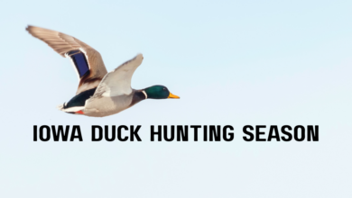 Iowa Duck Hunting Season 390x220
