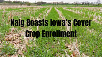 Naig Boasts Iowas Cover Crop Enrollment 390x220