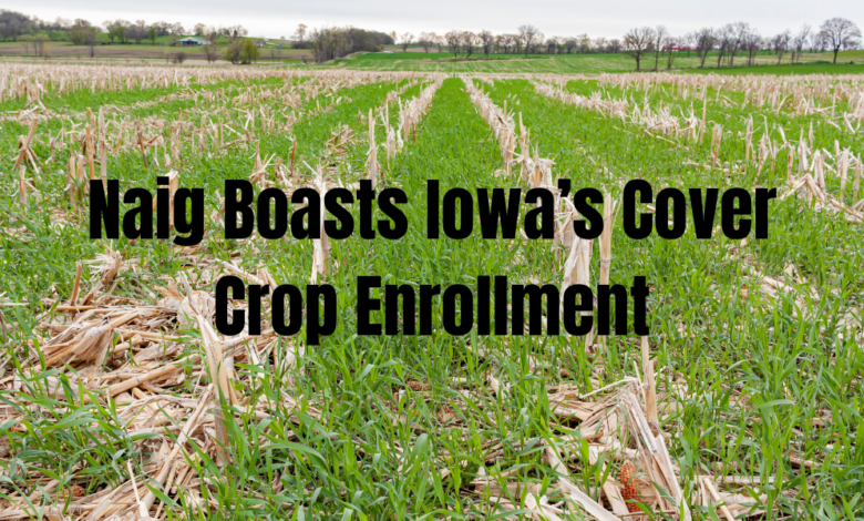Naig Boasts Iowas Cover Crop Enrollment 780x470