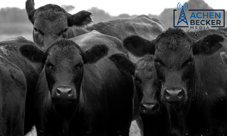 “Building Iowa’s Cattle Future” Plan Untitled Design 2 8 780x470