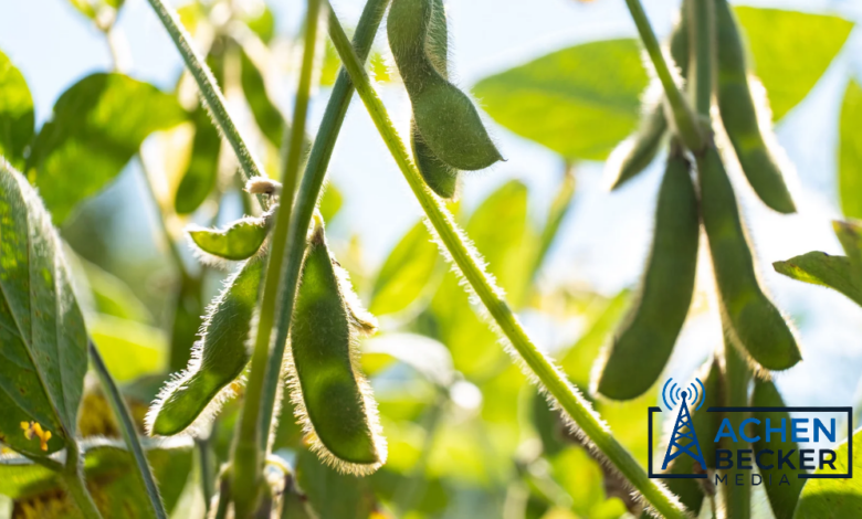 Soybean Export Inspections Surge as Corn and Wheat Decline untitled design (1)