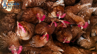 Research Targets Improved Poultry Vaccines Against Respiratory Disease untitled design (2)