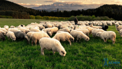 Lamb Producers Make Case for Import Safeguards Untitled Design 2 8 390x220
