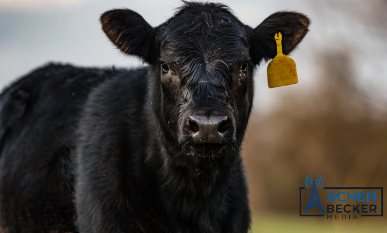 New Screwworm Cases Confirmed In New Mexico Livestock untitled design (3)